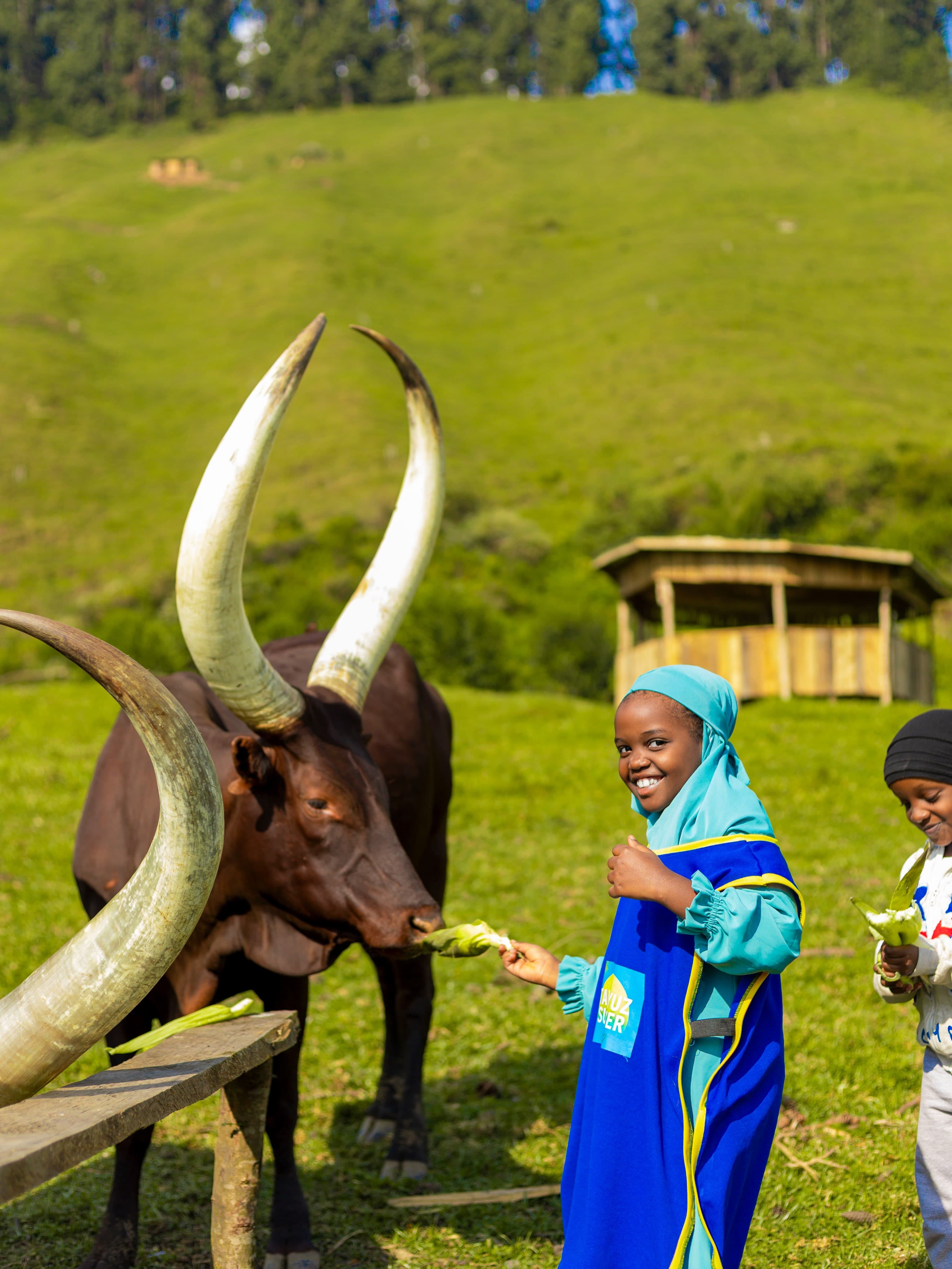 Tamayuz Summer Camp students feeding long-horned Ankole cattle