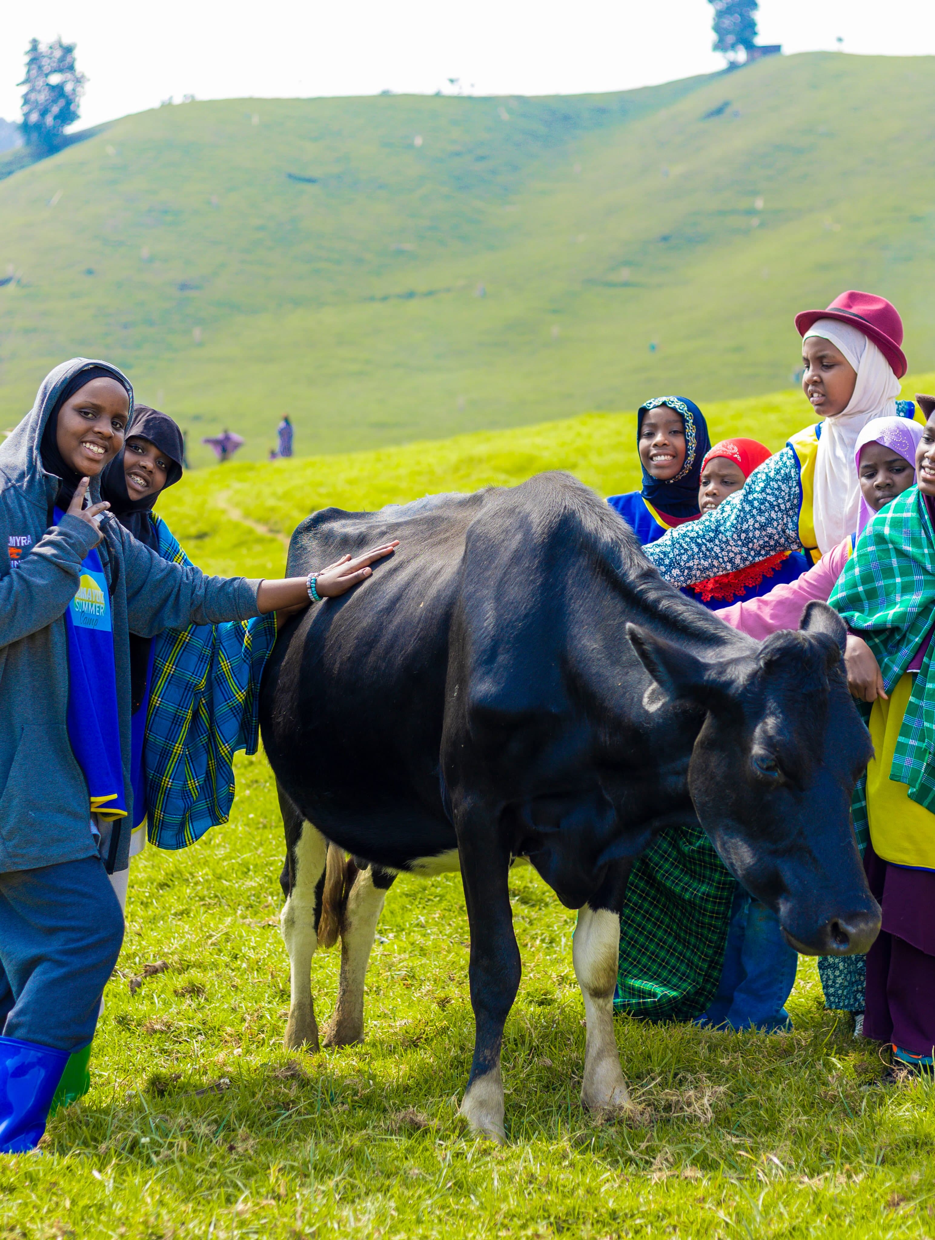 Tamayuz Summer Camp students petting cattle in a hillside pasture